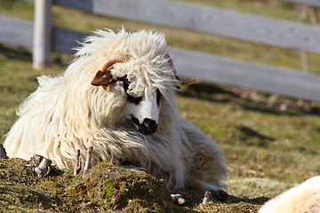 Image showing lazy white ram