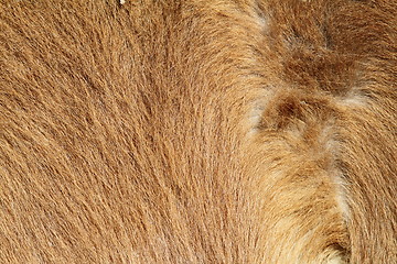 Image showing pony beige fur