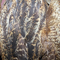 Image showing bittern plumage