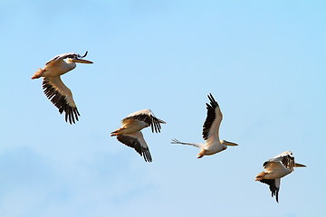 Image showing flock of four pelicans