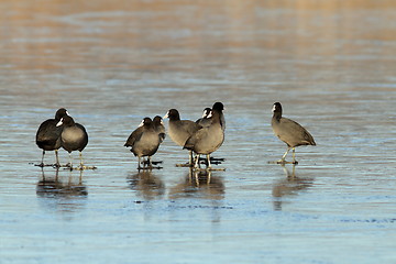 Image showing flock of adult coots