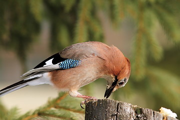 Image showing eurasian jay feeding