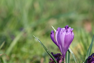 Image showing violet saffron detail
