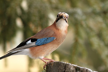 Image showing eurasian jay looking towards the camera