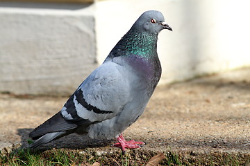 Image showing male feral  pigeon