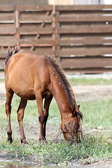 Image showing brown horse grazing near farm