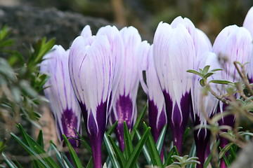 Image showing cultivated saffron