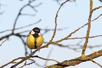 Image showing colorful great tit on twig