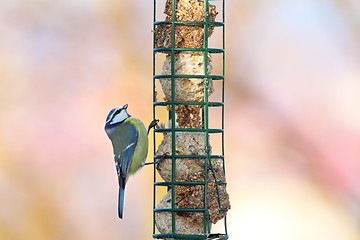 Image showing tiny blue tit looking at food