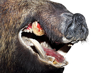 Image showing wild boar snout