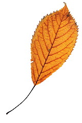 Image showing one leaf over white