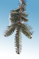 Image showing Winter Pine