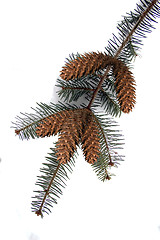 Image showing Pine Bough