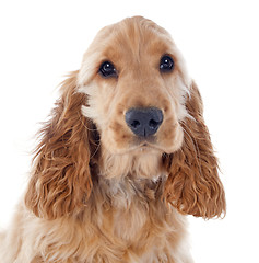 Image showing puppy cocker spaniel