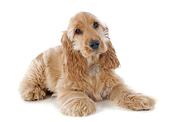 Image showing puppy cocker spaniel