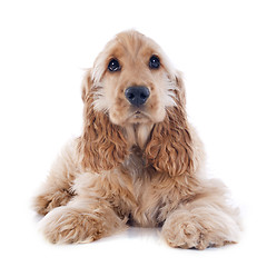 Image showing puppy cocker spaniel