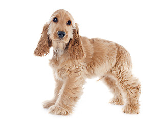 Image showing puppy cocker spaniel