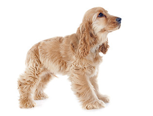 Image showing puppy cocker spaniel