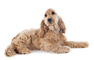 Image showing puppy cocker spaniel