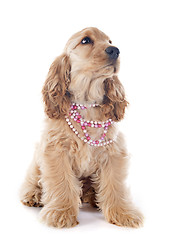 Image showing puppy cocker spaniel