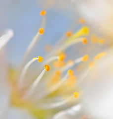 Image showing macro pistil of flower