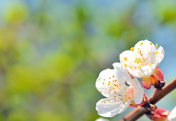 Image showing branch of blossoming tree