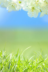 Image showing spring blossoms and grass