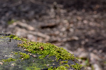 Image showing Detail of green moss on a tree trunk