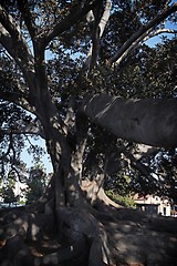 Image showing Old Fig Tree