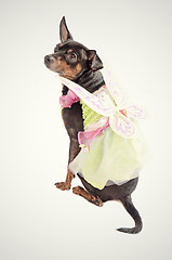 Image showing Chihuahua dog wearing a fairy costume