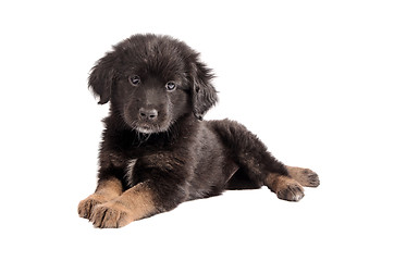 Image showing Adorable black and brown fluffy puppy on white