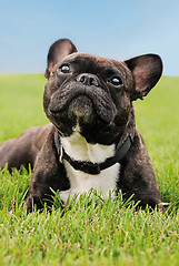 Image showing French Bulldog laying in the grass 