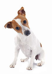 Image showing jack russel terrier