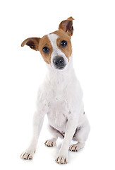 Image showing jack russel terrier