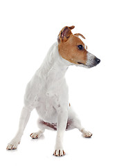 Image showing jack russel terrier