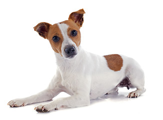 Image showing jack russel terrier