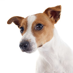 Image showing jack russel terrier