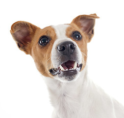 Image showing jack russel terrier