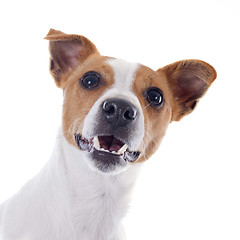 Image showing jack russel terrier