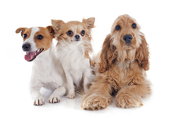 Image showing three little dogs