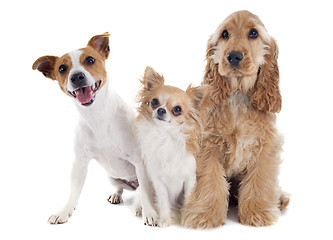 Image showing three little dogs