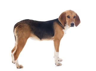 Image showing Beagle Harrier