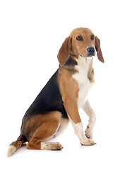 Image showing Beagle Harrier