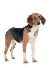 Image showing Beagle Harrier