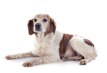 Image showing brittany spaniel