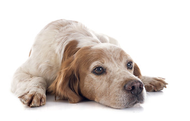 Image showing brittany spaniel