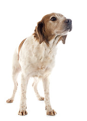 Image showing brittany spaniel