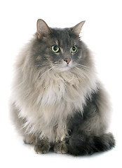 Image showing persian cat