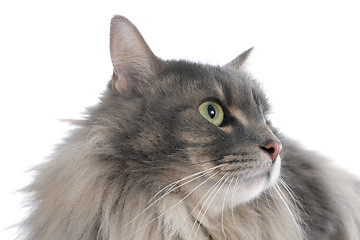 Image showing persian cat