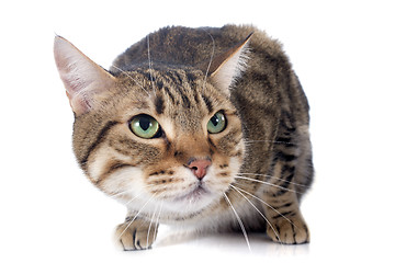 Image showing bengal cat